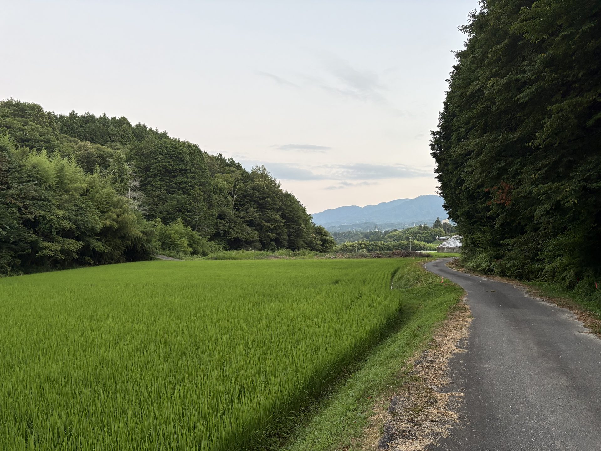 阿智村の棚田と山並み
